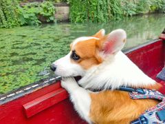-萌宠之家·腊肠犬·马尔泰·小体犬舍