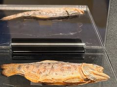 -东京国立博物馆