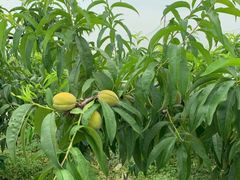 -樂桃源奉贤黄桃种植采摘基地