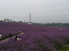 -紫颐香薰山谷景区
