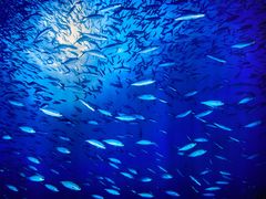 -沈阳海洋探索中心