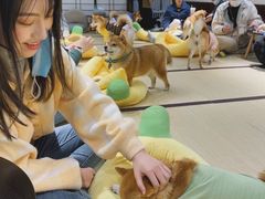 -逗柴咖啡屋·狗咖猫咖宠物桌游