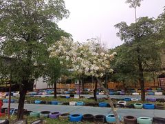-南丹山森林王国