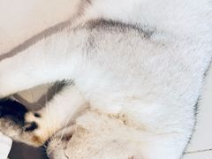 -平行世界·猫咖(首经贸店)