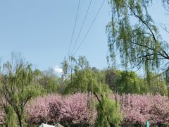 -太子山公园(园东路)