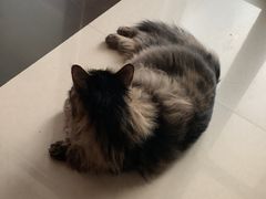 -pd派德宠物中心医院24H急重症·眼科中心·血液透析中心(嵩山北路店)