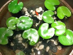 -曲水兰亭(北京四惠店)