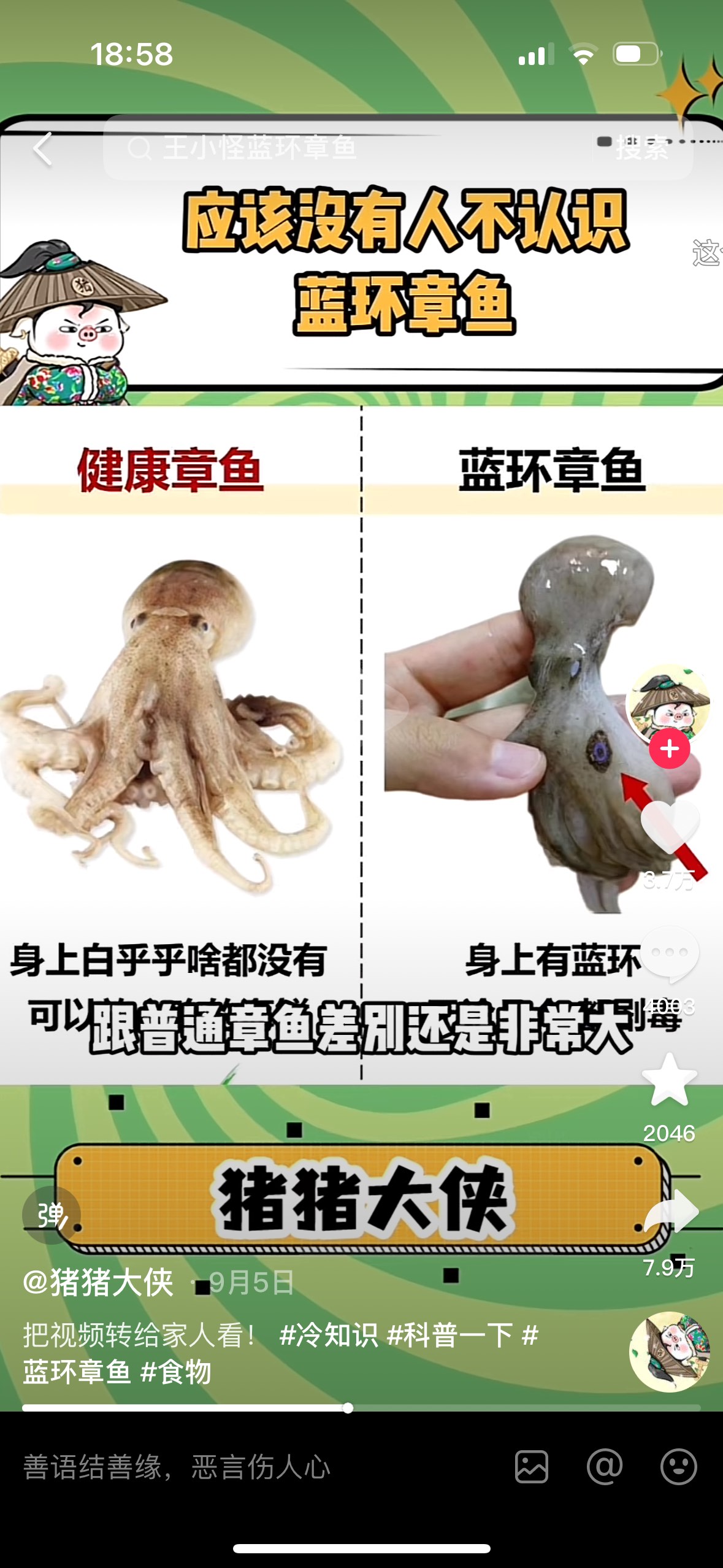 澳洲蓝环章鱼图片