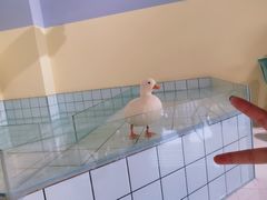 -RU DUCK柯尔鸭公社·撸鸭俱乐部·羊驼·小香猪