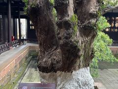 -八大山人梅湖景区