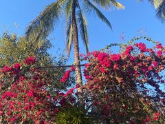 -西双版纳傣族园