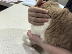 -思琪宠物医院(昆山花桥店)