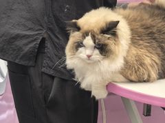 -FAELING PETS美天灵宠物(富力广场店)