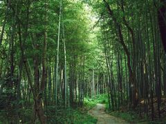 -青龙山国家森林公园