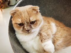 -糯米喵星人·撸猫猫舍咖啡馆(西市场嘉华店)