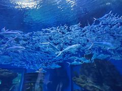 -海合安武汉极地海洋公园