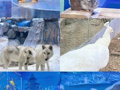 -海合安青岛极地海洋公园