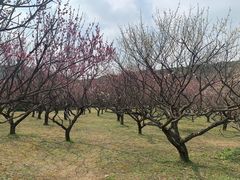 -苏州上方山国家森林公园