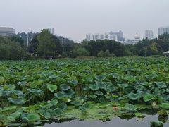 -月湖风景区