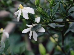 -楠溪江风景名胜区