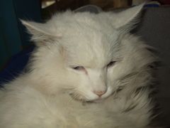 -Babycat私家御饼屋(龙头路一店)