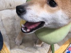 -逗柴咖啡屋·狗咖猫咖宠物桌游