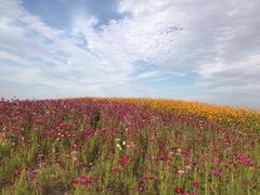 -洪湖湿地生态园