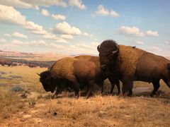 -美国自然历史博物馆