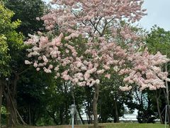 -深圳湾公园(南山区)