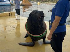 -秦皇岛乐岛海洋王国