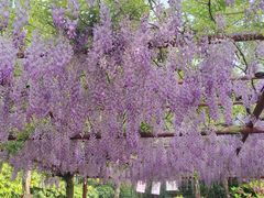 -嘉定紫藤园