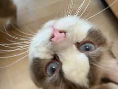 -唐小姐の私宠·宠物洗护美容·撸猫馆·购宠(周浦万达旗舰店)