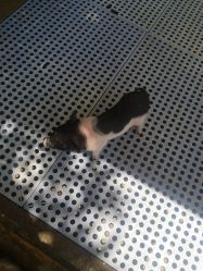 -萌宠亲子动物乐园(槐房万达店)