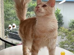-十年猫舍·猫咪专门店(普陀店)