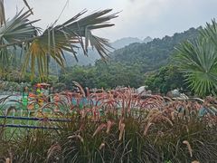 -南丹山森林王国