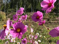 -塞罕坝国家级自然保护区