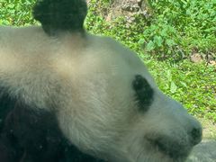 -都江堰中华大熊猫苑