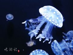 -成都浩海立方海洋公园