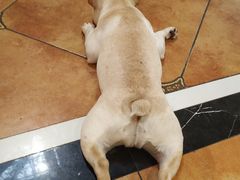 -more than meow吴止猫主题餐厅(承德 中船汇店)