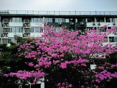 -洲头咀公园