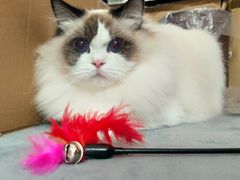 -momokira米努特·德文卷毛猫·棉花面纱犬