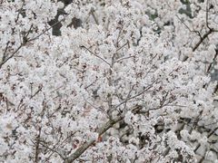 -全季酒店(重庆上清寺牛角沱地铁站店)