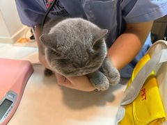 -御宝贝·A梦猫科宠物医院(国际猫友好医院)