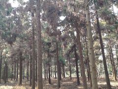 -东平国家森林公园