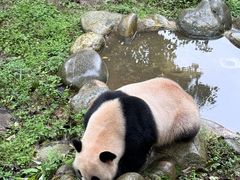 -都江堰中华大熊猫苑
