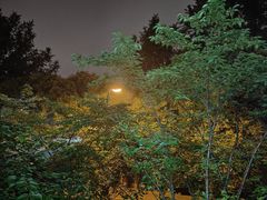 -武汉大学-樱园