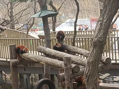 -大连森林动物园