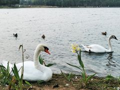-北龙湖湿地公园