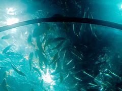 -福州罗源湾海洋世界旅游区