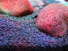 -上海海洋水族馆